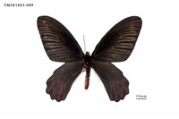 藏品(曙鳳蝶)的圖片